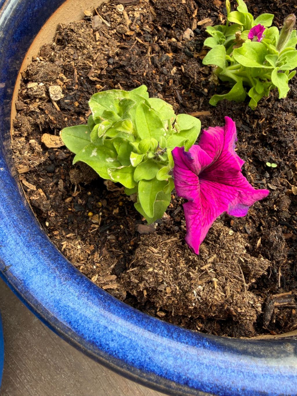 petunias