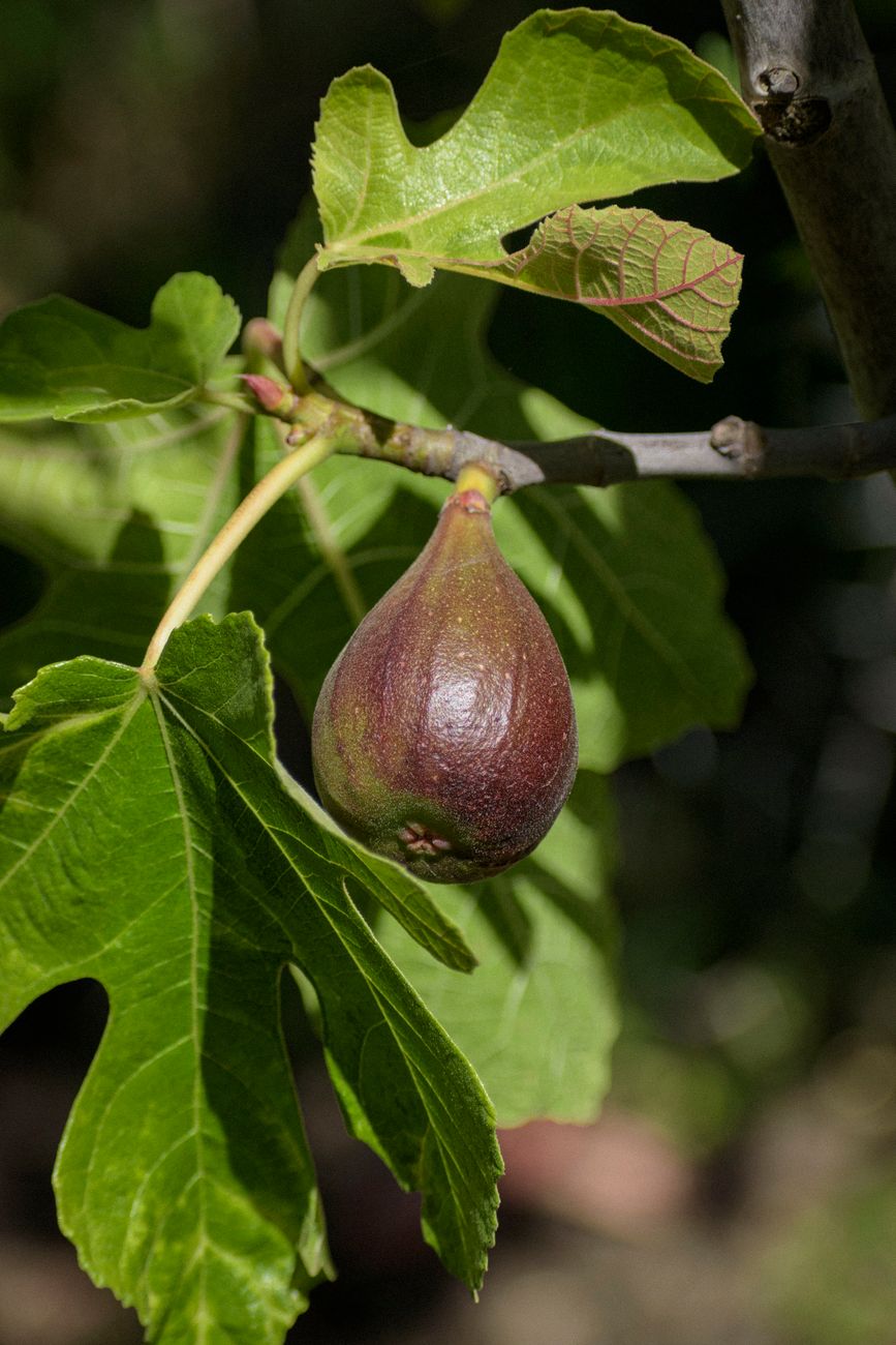 figs